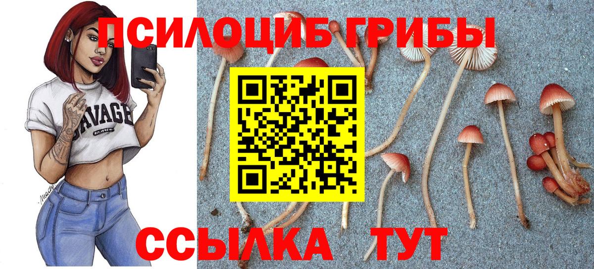 Галлюциногенные грибы Psilocybine cubensis  Вход с VPN  Санкт-Петербург 