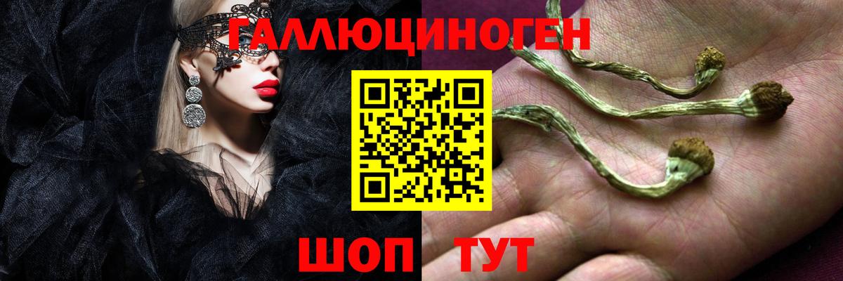 Галлюциногенные грибы Psilocybine cubensis Санкт-Петербург